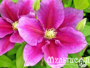 Дизайн без названия (15)