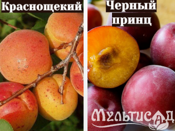 Ноябрьская (9)