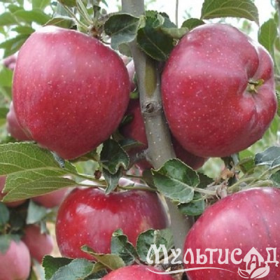 Картинка с сайта