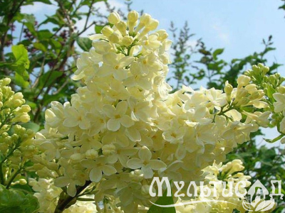 Дизайн без названия (33)