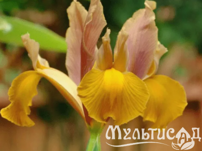 Креатив без названия (10)