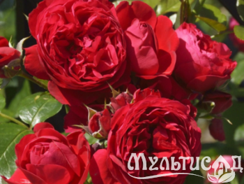 Дизайн без названия (19)