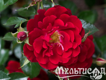 image_8165532_16142829