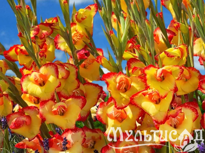 Креатив без названия (1)