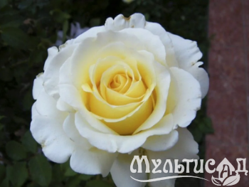 Дизайн без названия (6)