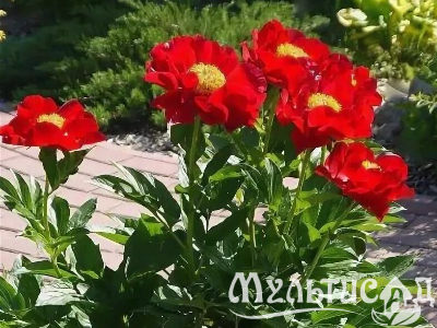 Креатив без названия (9)