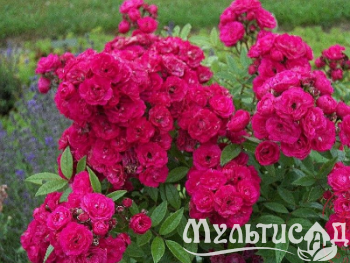 image_8165532_16141545