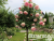 image_6895822_13384429