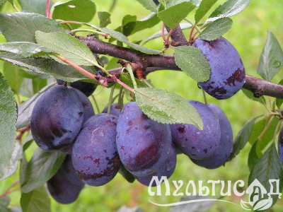 image_8255520_16450575