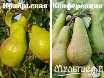 Ноябрьская