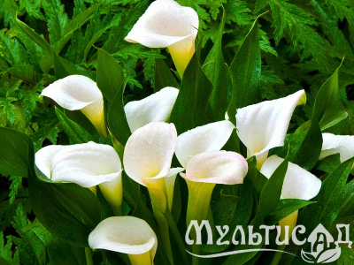 image_8096768_16085149