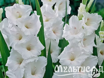 image_8096768_15979621