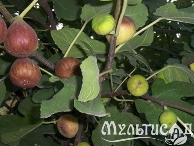 Креатив без названия (8)