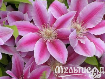 Креатив без названия (2)