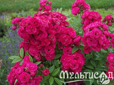 image_8165532_16141545