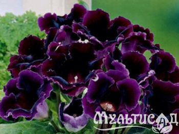 image_8096768_16082242