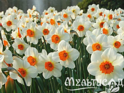 Креатив без названия (10)
