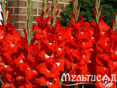 image_8096768_15981675