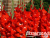 image_8096768_15981675