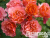 image_8165532_16143110