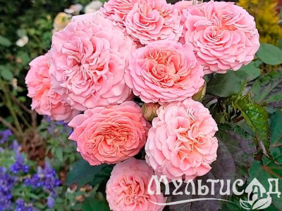 Туя (45)