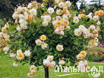 image_8255520_16817402