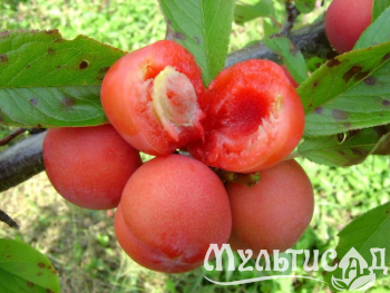 Креатив без названия (9)