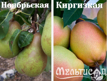 Ноябрьская (2)