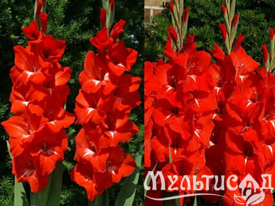 image_8096768_15981709
