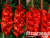 image_8096768_15981709