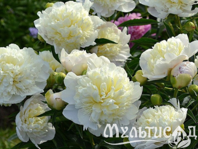 Дизайн без названия (20)