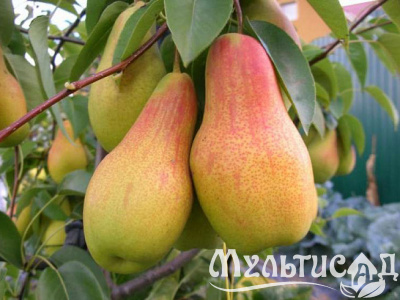 Картинка с сайта