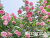 image_6895822_13384486