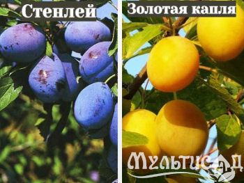 Ноябрьская (23)