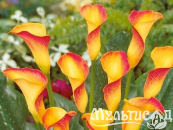 image_8096768_16086246