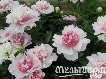 Креатив без названия (15)