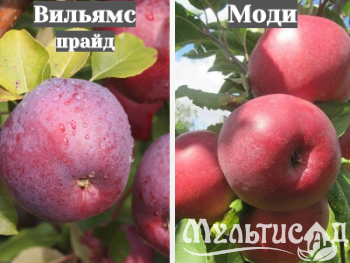 Ноябрьская (31)