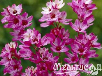 image_8096768_16096603