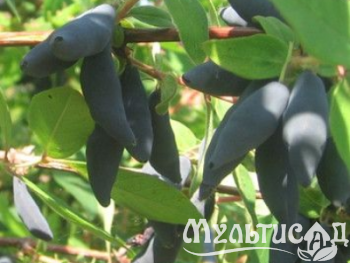 Креатив без названия (1)