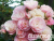 image_8255520_16779629