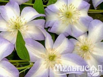Туя (3)