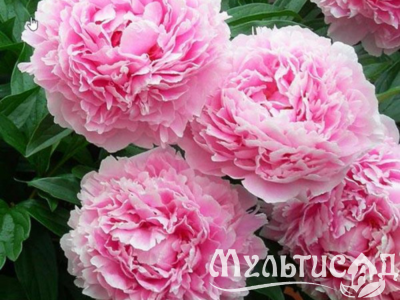 Дизайн без названия (30)