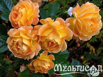 Туя (4)