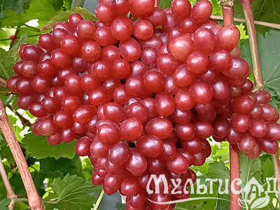 Креатив без названия (3)