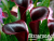 image_8096768_16084865