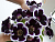 image_8096768_16081969