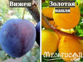 Ноябрьская (18)
