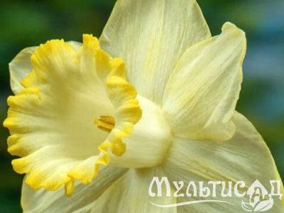 Креатив без названия (15)