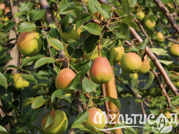 Дизайн без названия