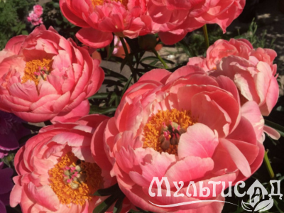 Дизайн без названия (17)